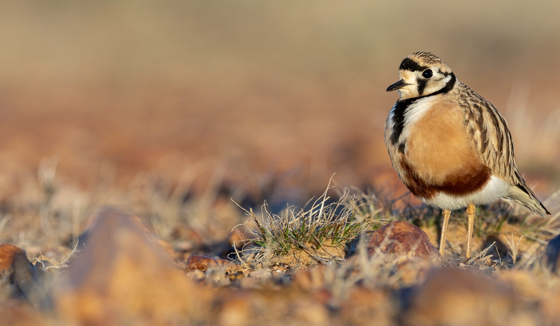 TRACKS BIRDING & PHOTOGRAPHY TOURS